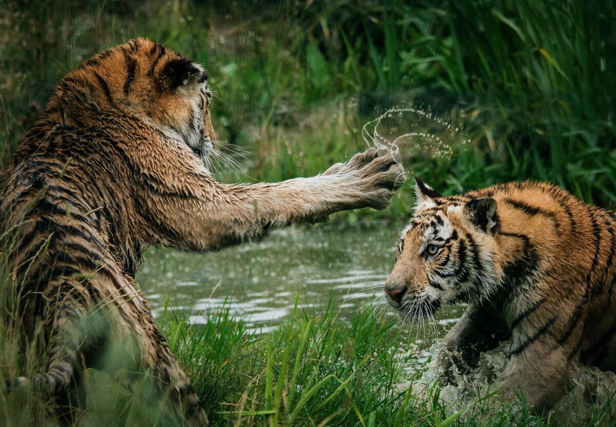 Dois tigres brigando.