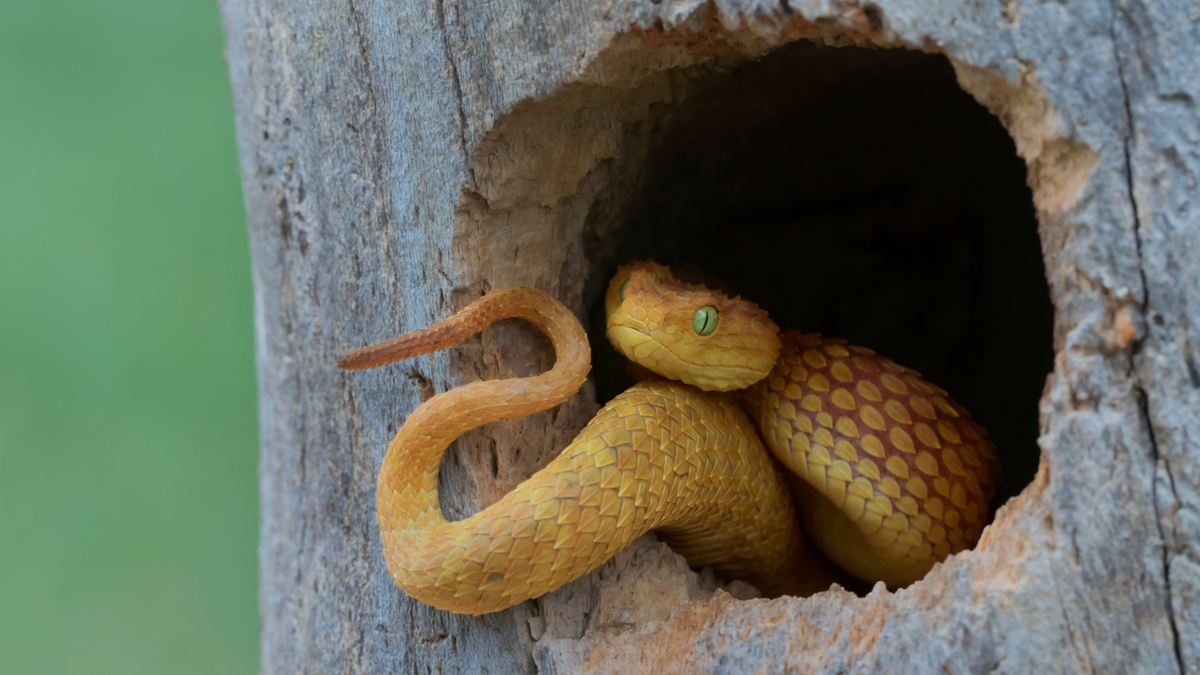 Cobra amarela no ninho.