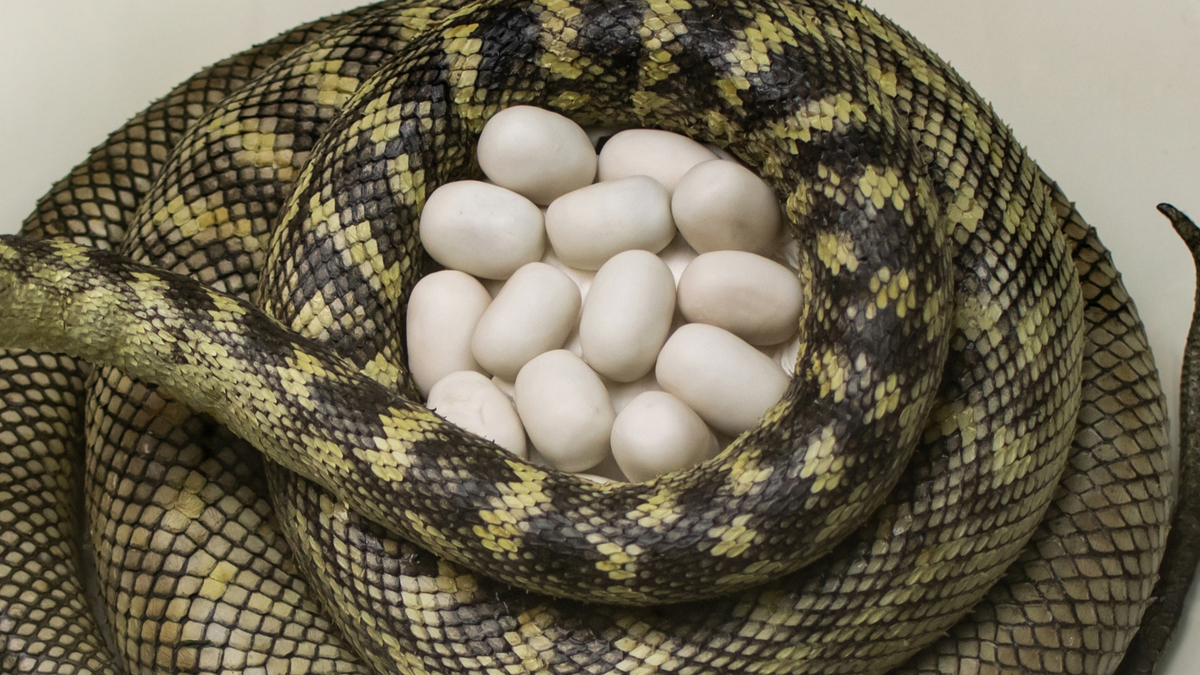 Cobra enrolada nos ovos.