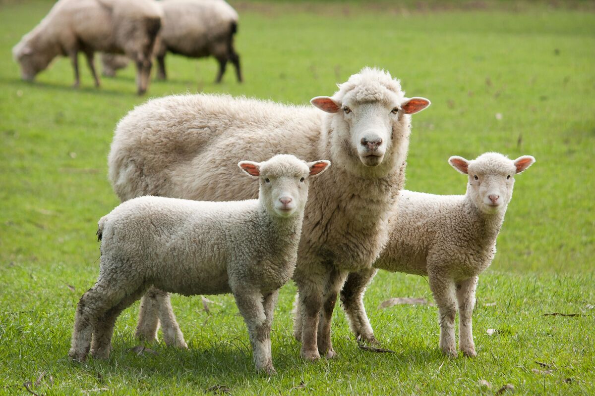 Família de ovelhas em campo.