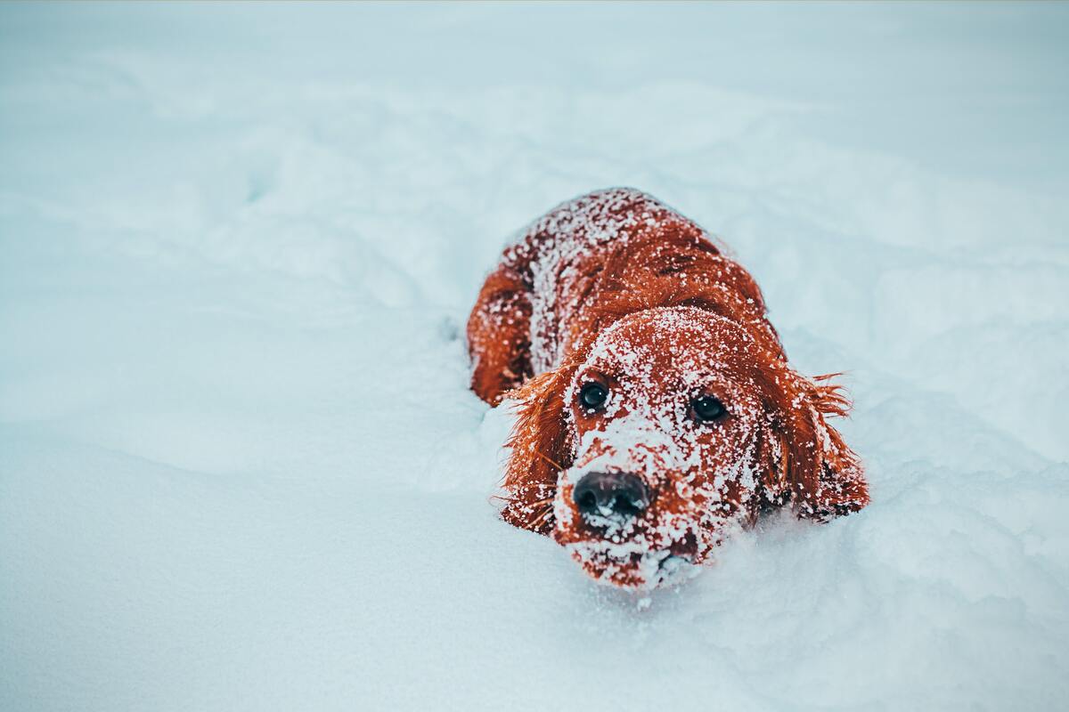 Cachorro brincando na neve.