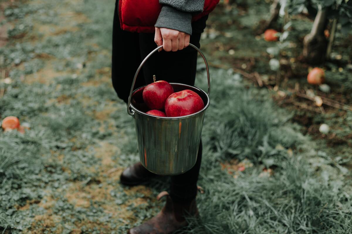 Homem carregando balde de maçãs. 