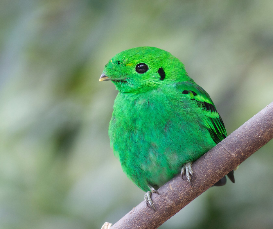 pássaro verde