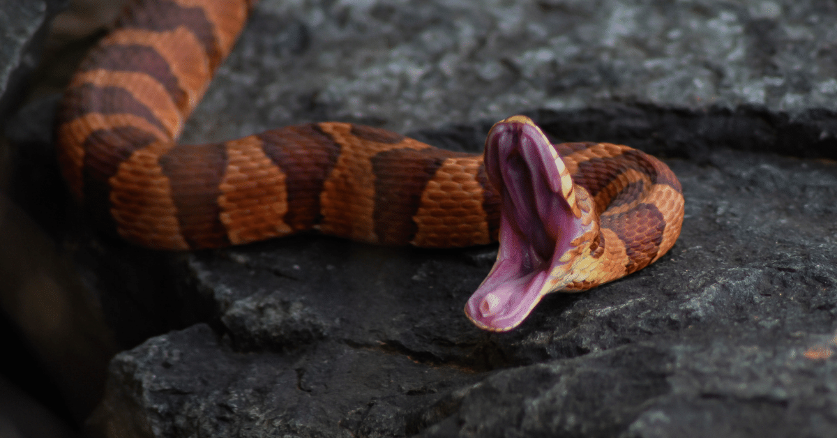 Cobra vermelha mordendo