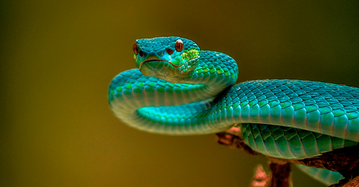 Sonhar com cobra azul: Azul claro, escuro, com preto, com vermelho e mais!