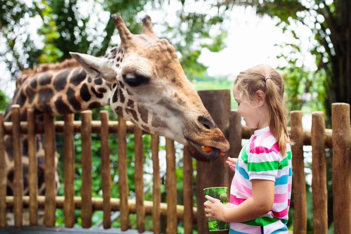 Garota alimentando girafa em zoológico.