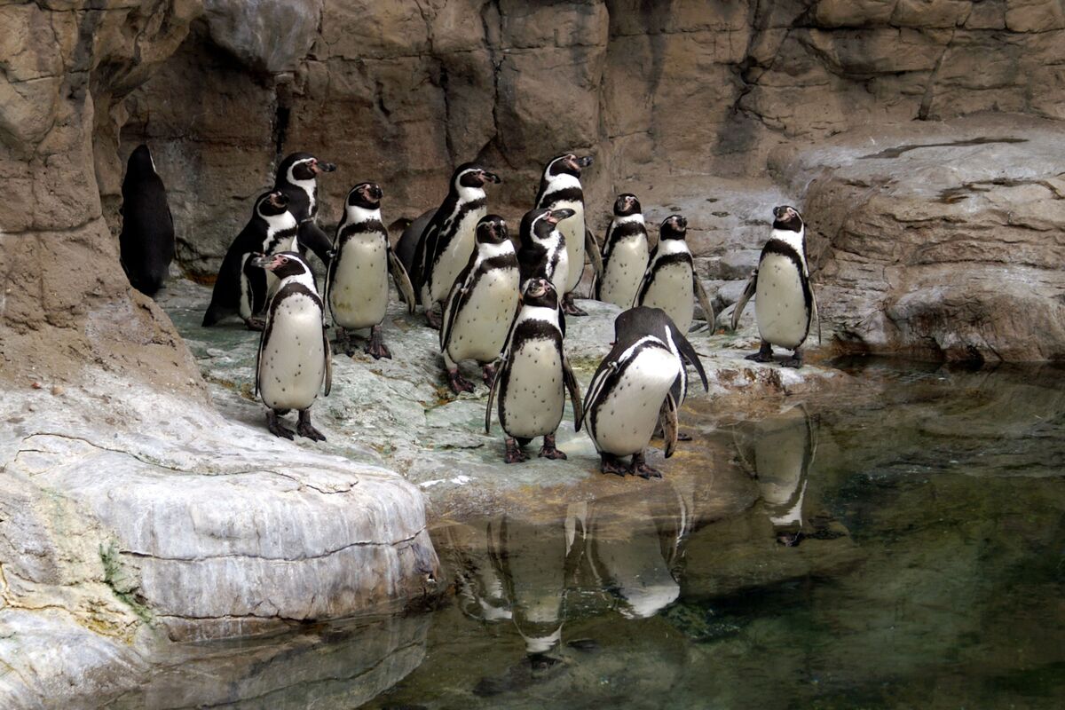 Pinguins em zoológico.