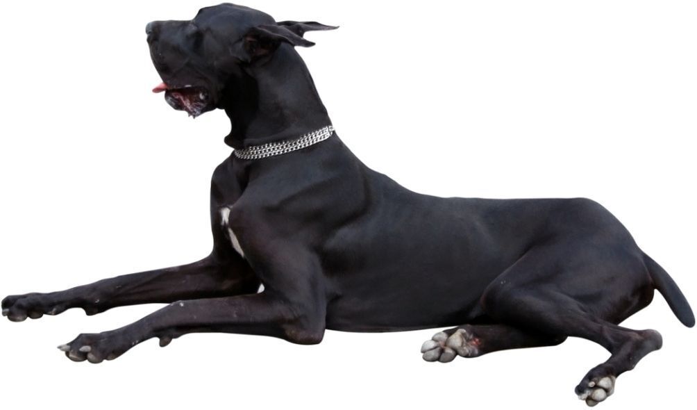 Imagem de cachorro preto