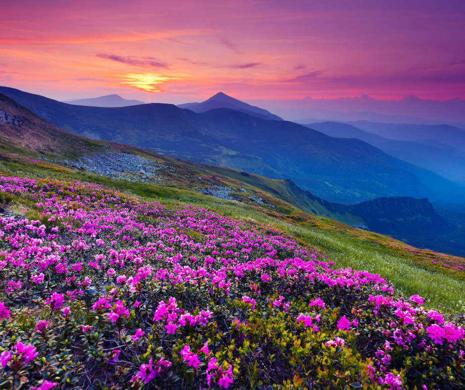 flores no campo e montanhas