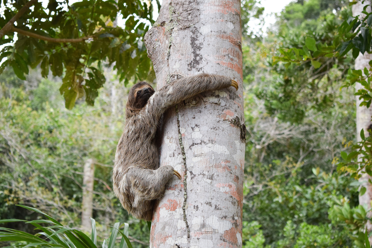 Bicho-preguiça escalando árvore