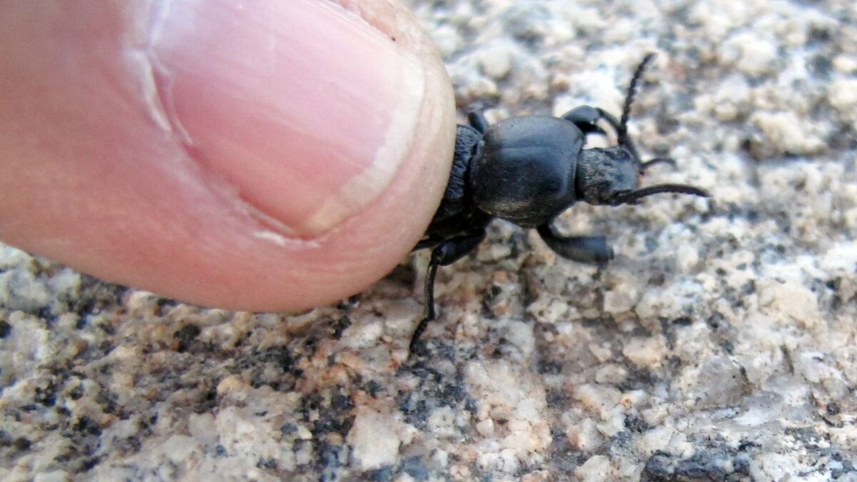 Dedo no besouro preto.