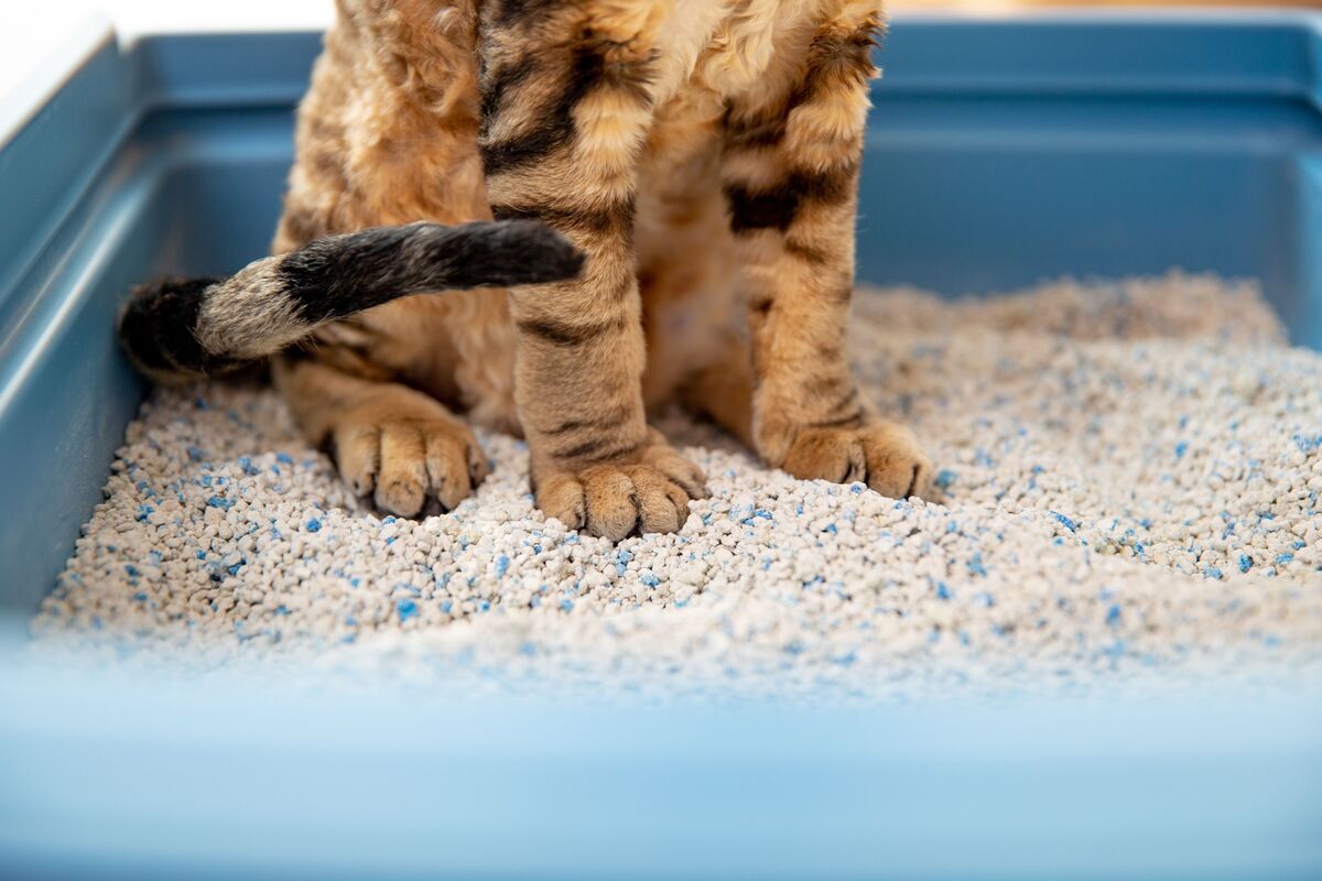 Gato usando caixa de areia.