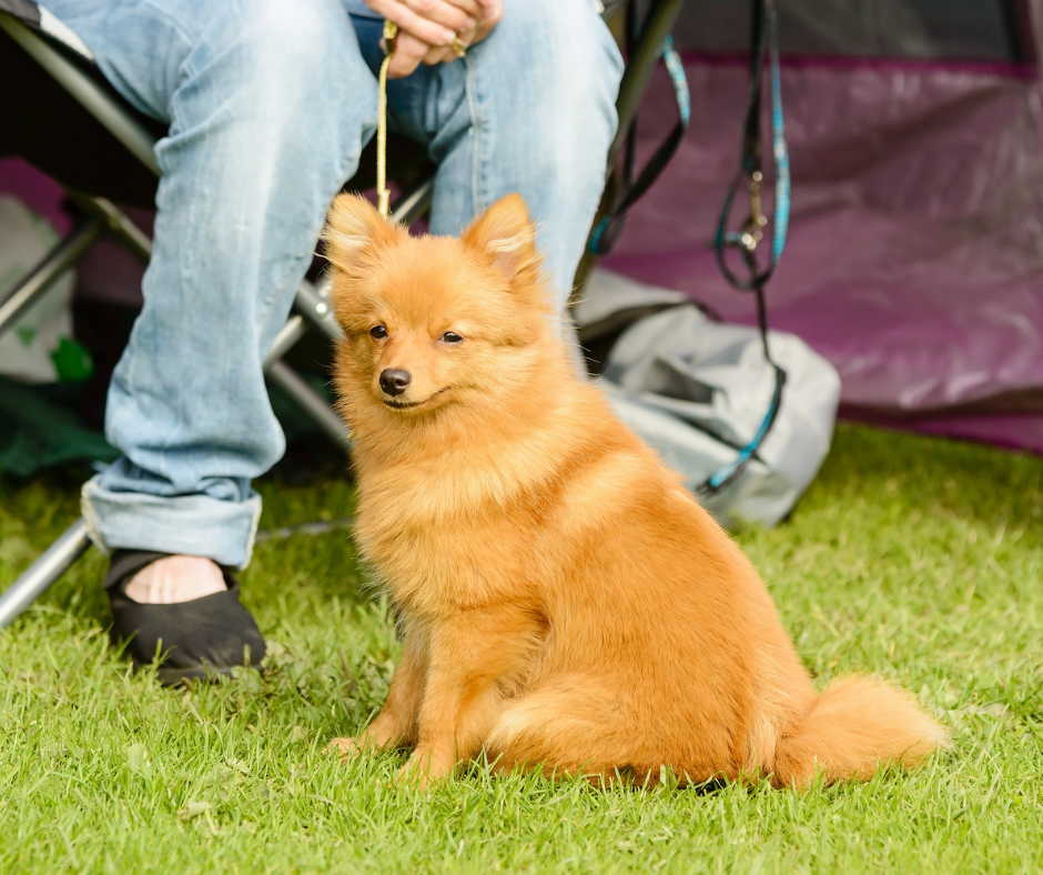 cachorro amarelo sentado na grama