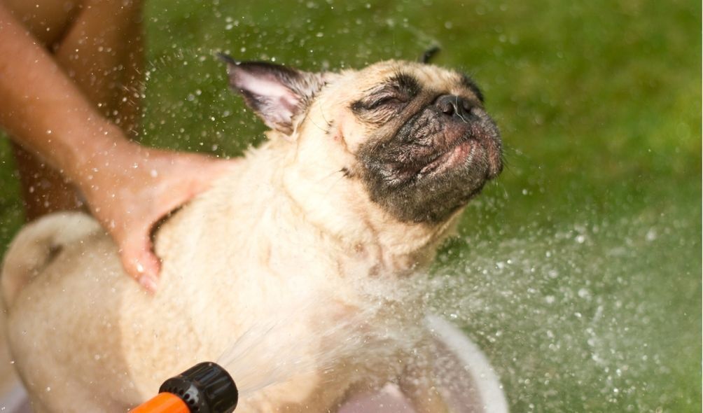 Dando banho em cachorro