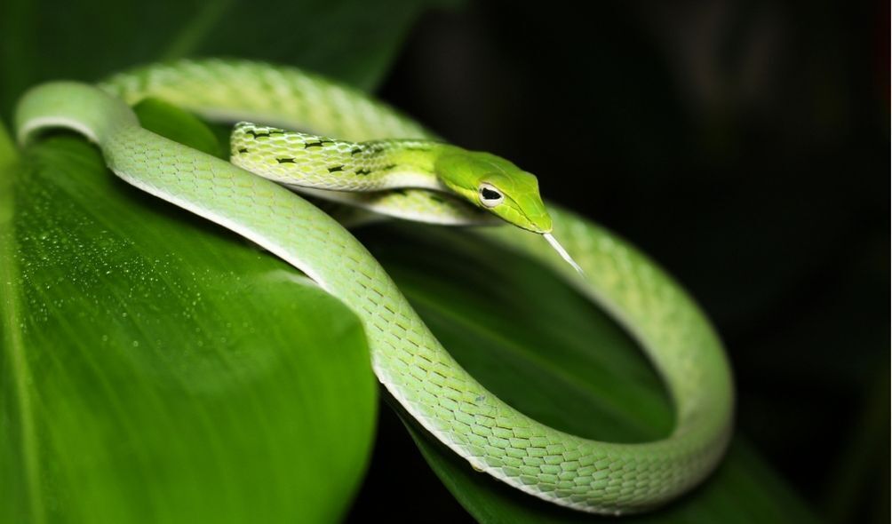 Imagem de cobra verde