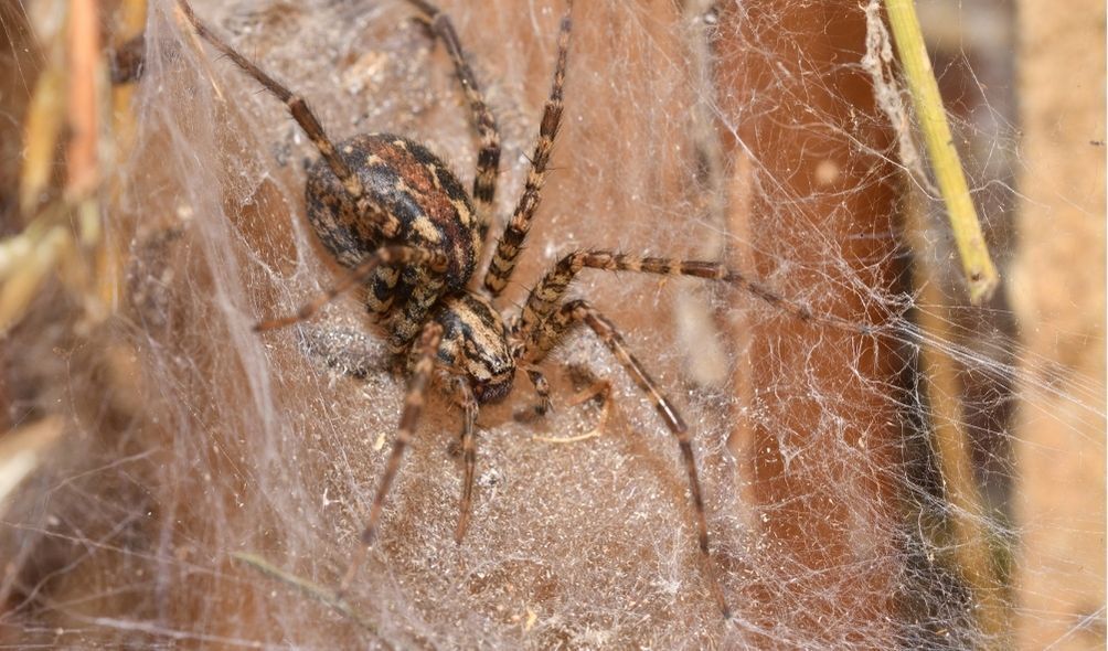 Imagem de aranha marrom