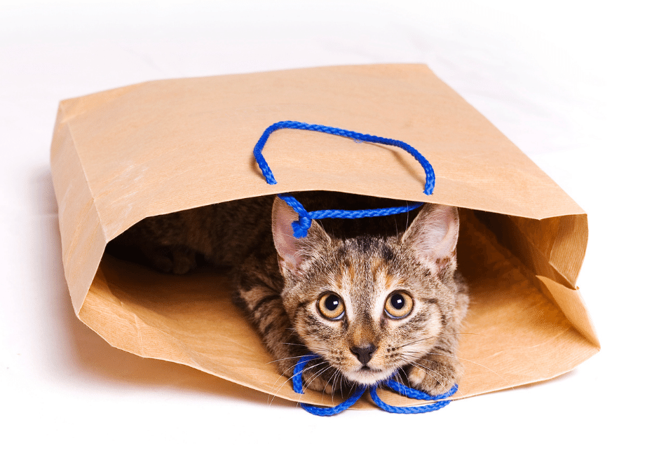 Gato dentro de uma sacola assustado