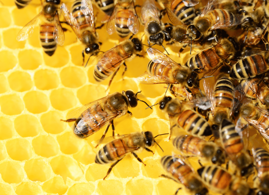 Abelhas produzindo mel