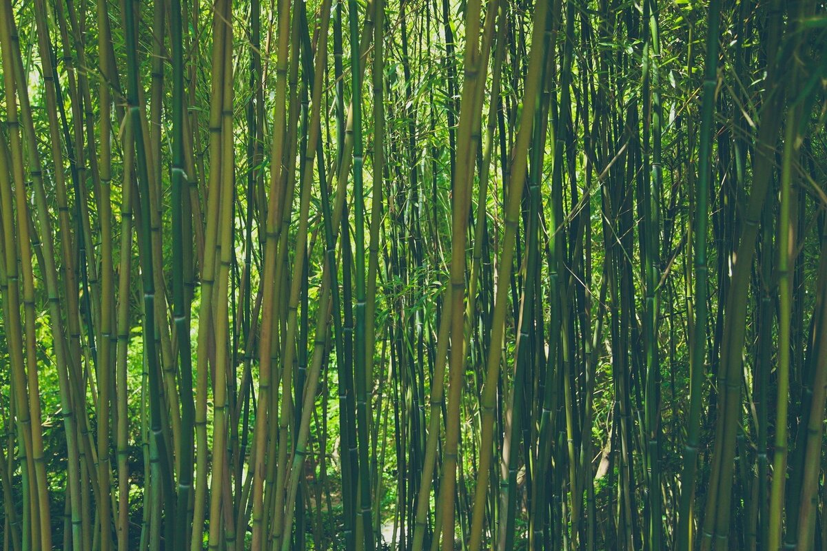 Bambuzal.