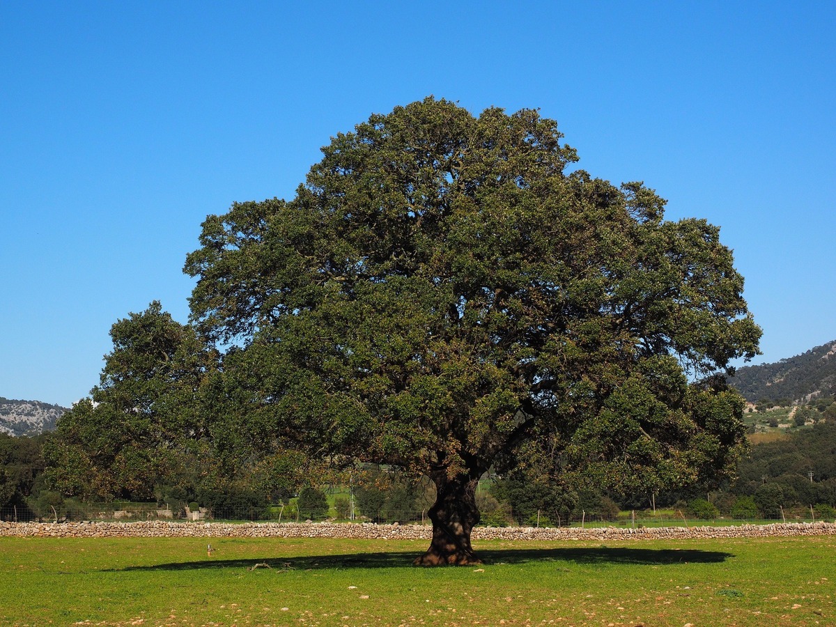Árvore de Cânfora.