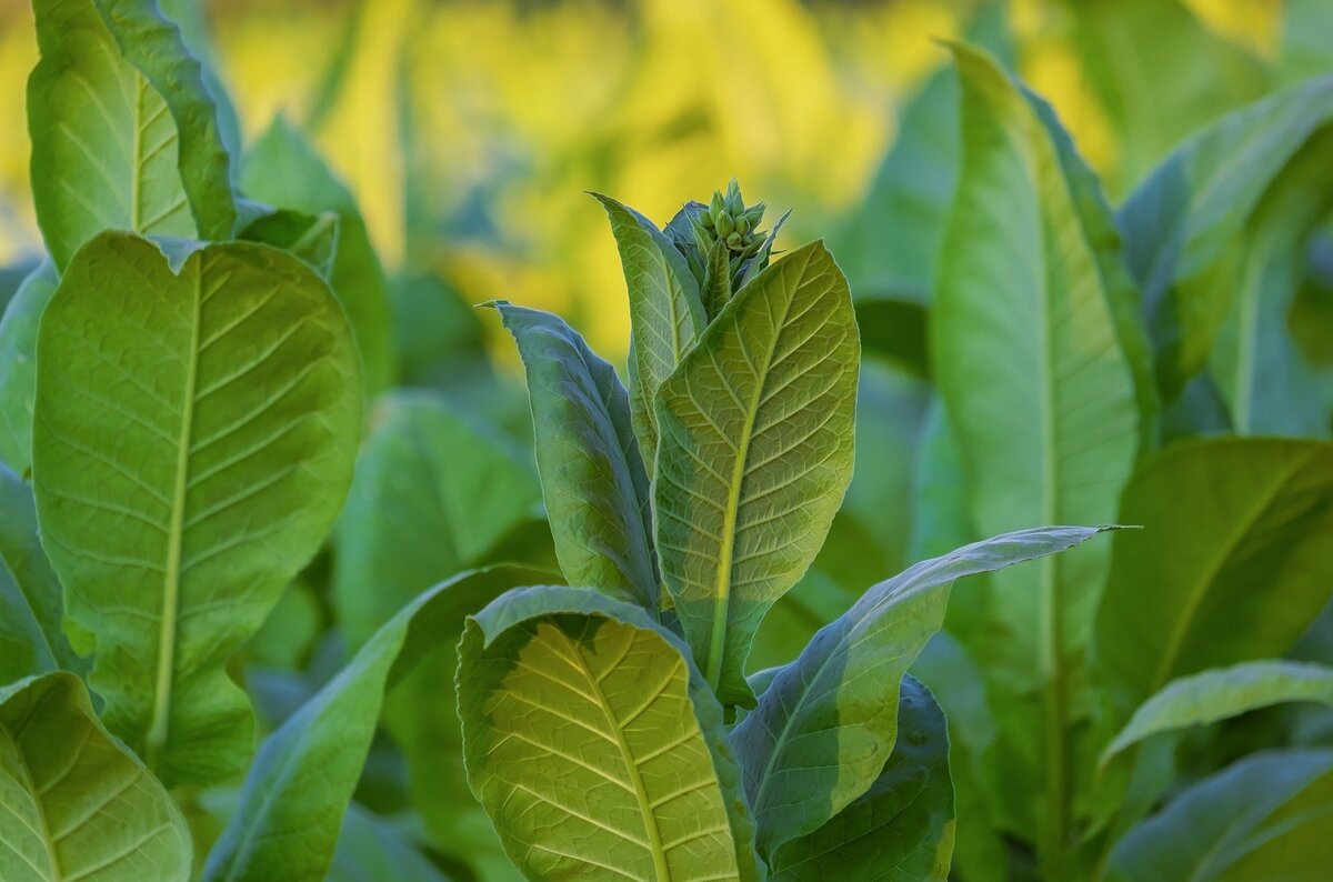 Folhas de Tabaco.
