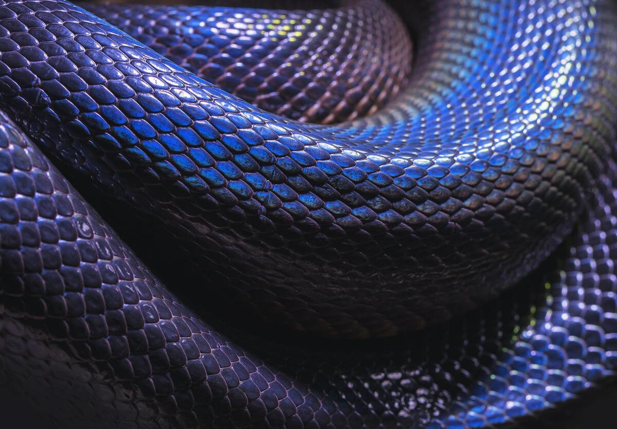 Sonhar Com Cobra Azul, O Que Significa?