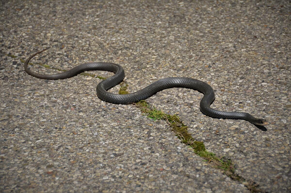 Cobra no asfalto.