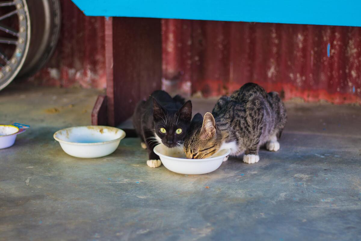 Filhotes de gato com fome bebendo leite