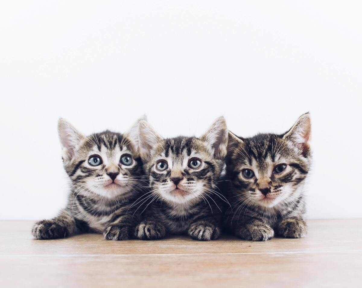Três filhotes de gato