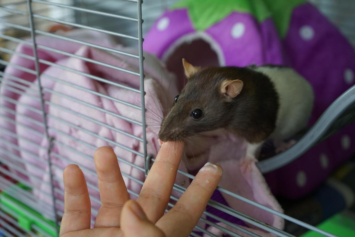 Rato mordendo dedo