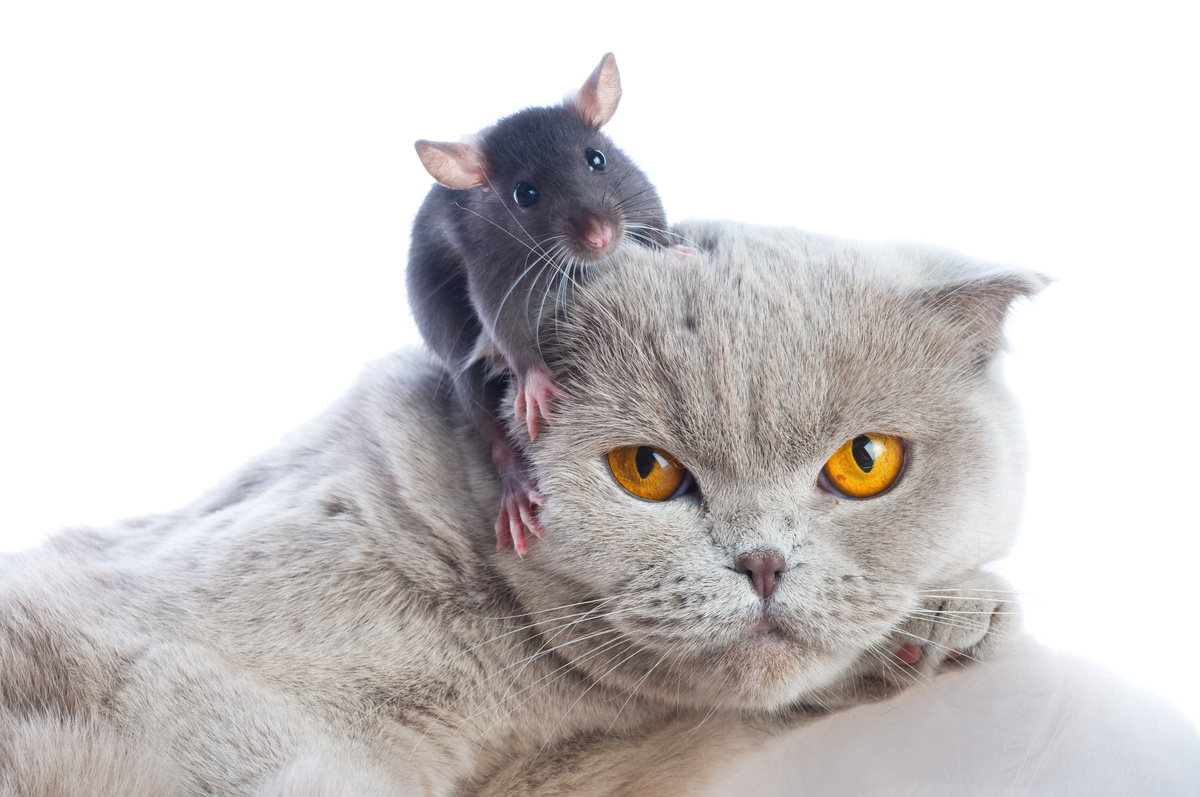 Rato em cima da cabeça do gato