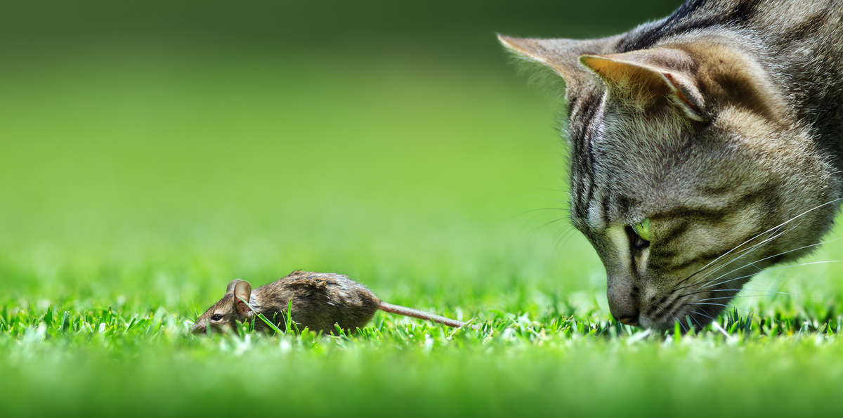 Gato caçando o rato em um gramado