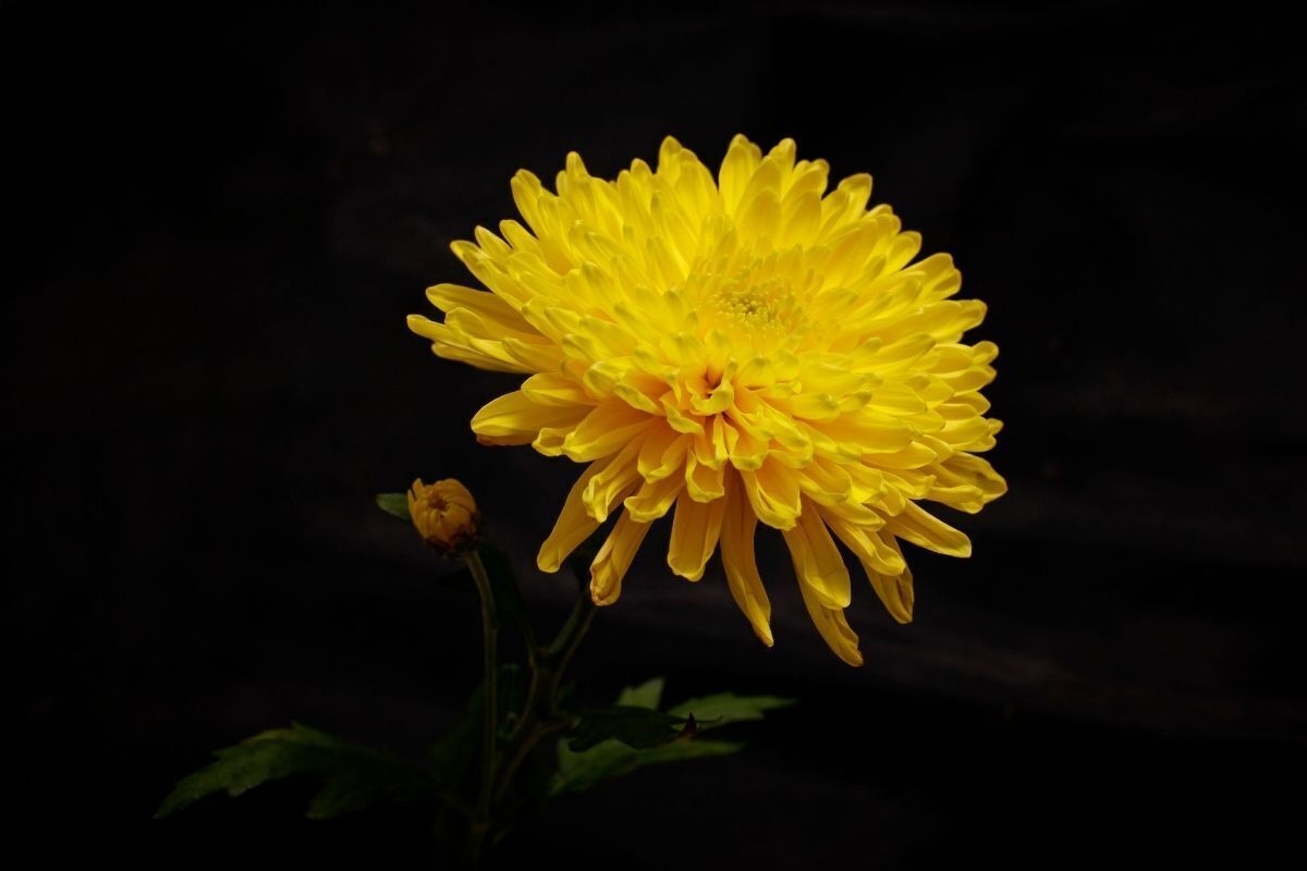 Flor Amarela Crisântemo