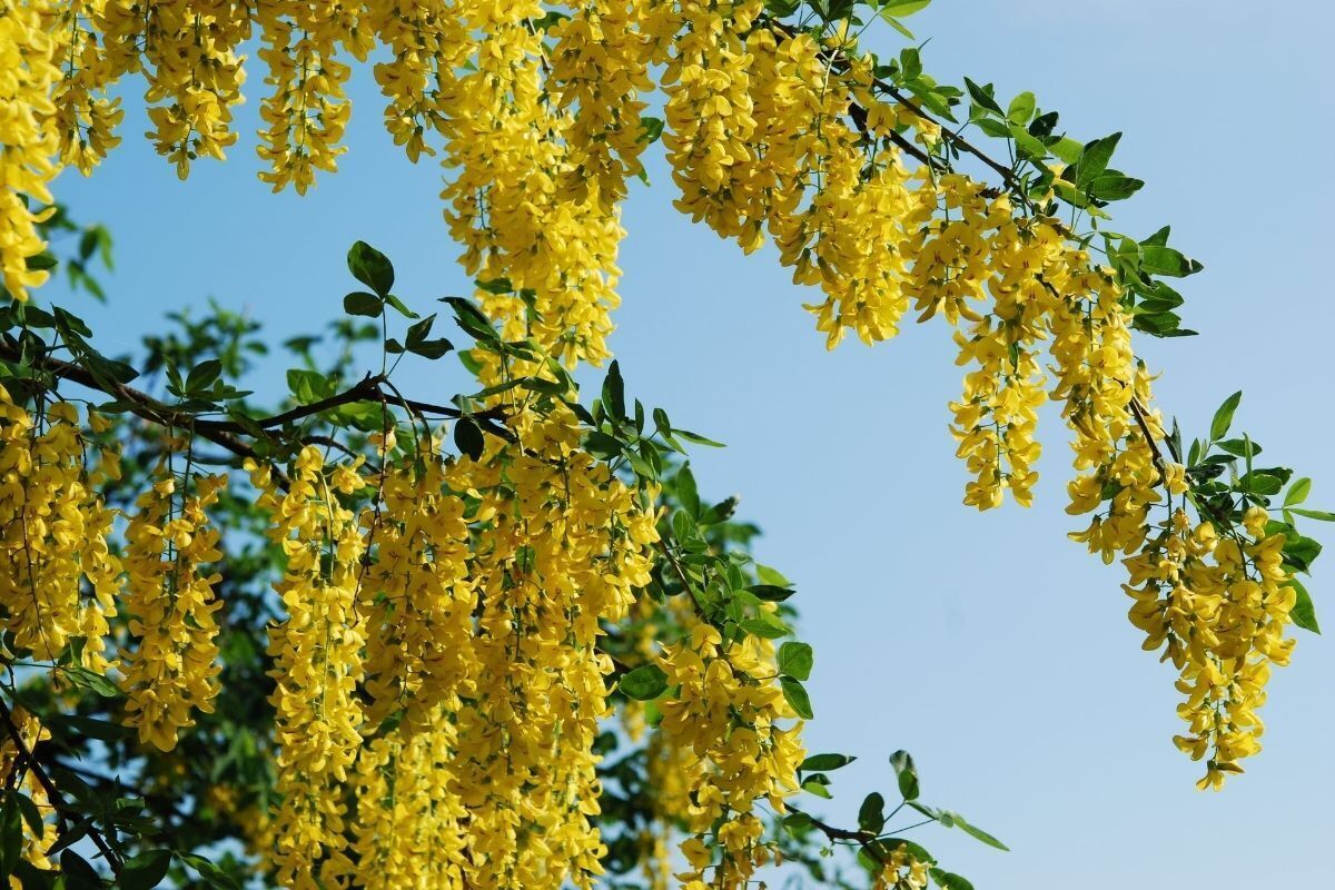 Flor Acácia Amarela em árvore