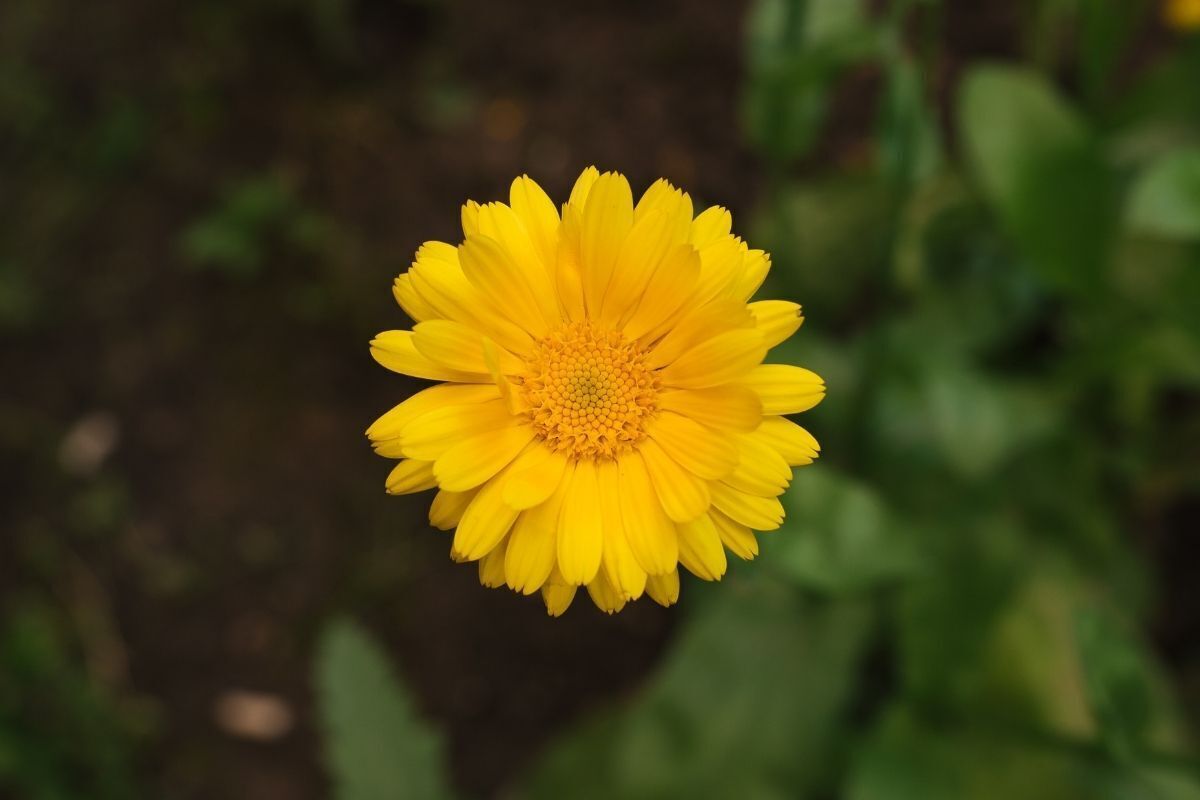 Flor Calêndula Amarela 