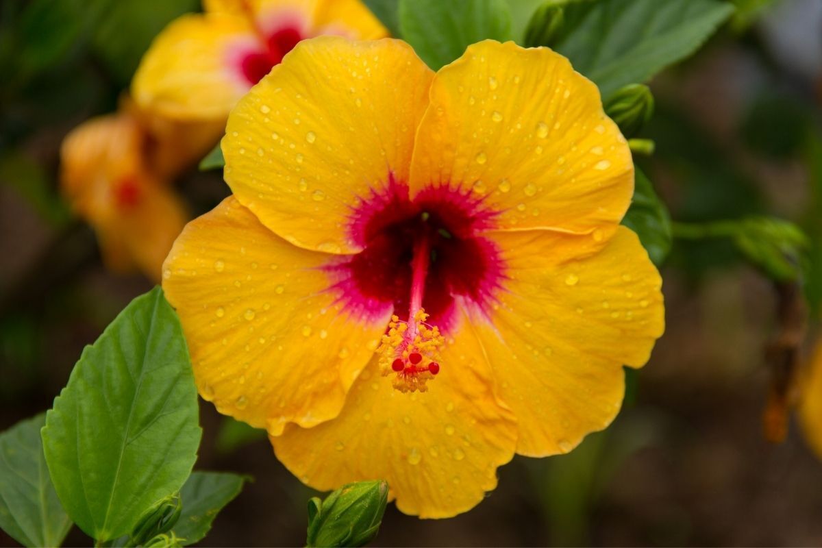 Flor Hibisco Amarela
