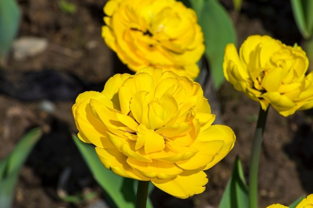 Flor Peônias Amarelas
