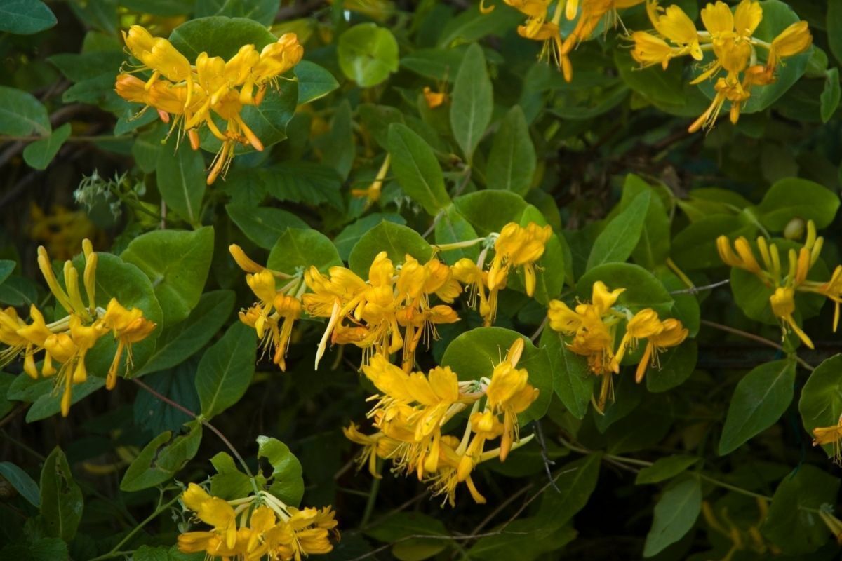 Flor Amarela Madressilva