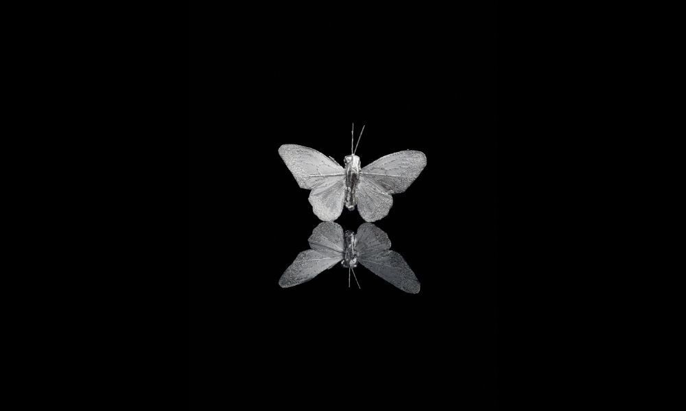 Mariposa branca em fundo preto.