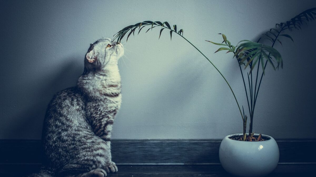 Gato cheirando planta.