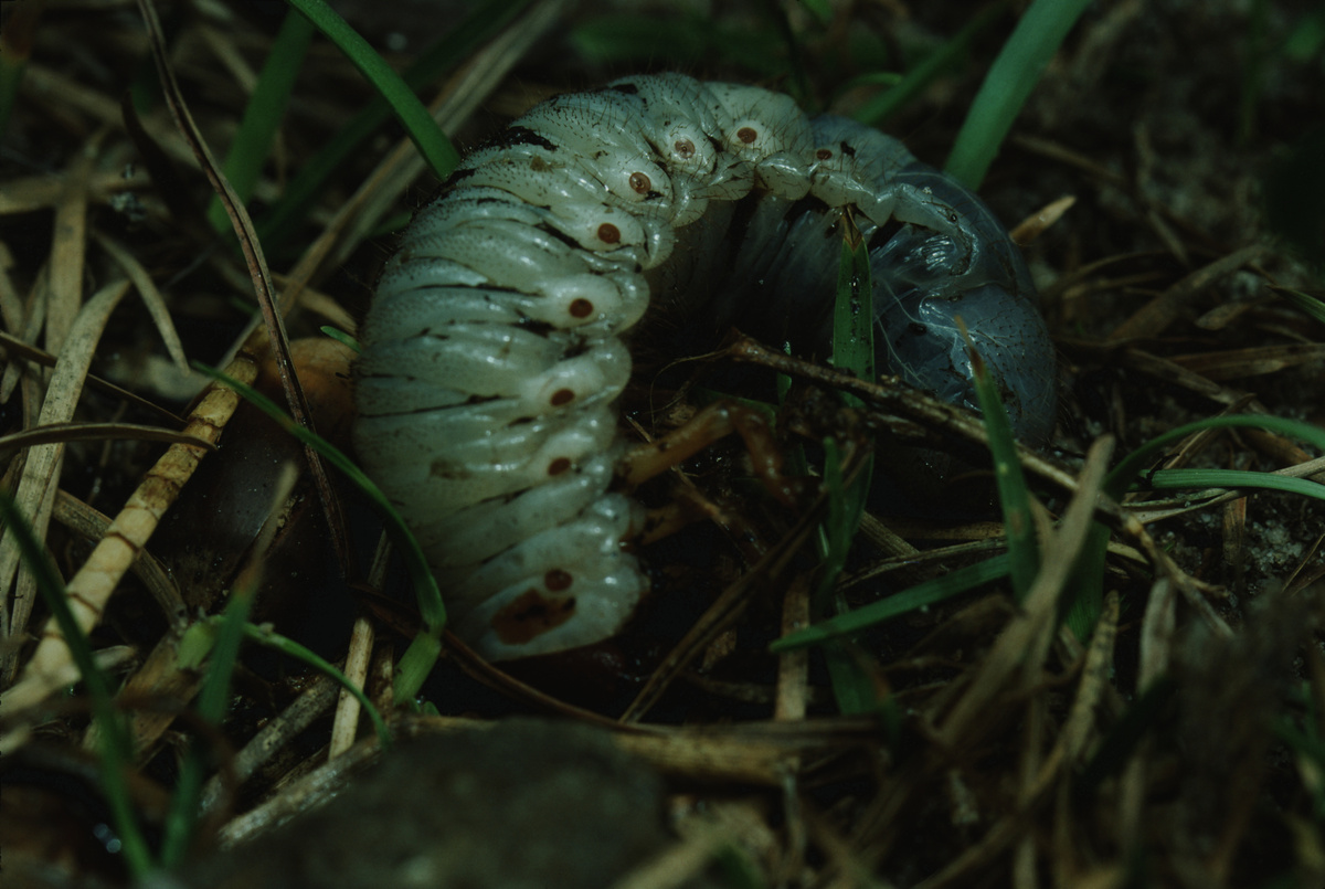 Larva na grama.