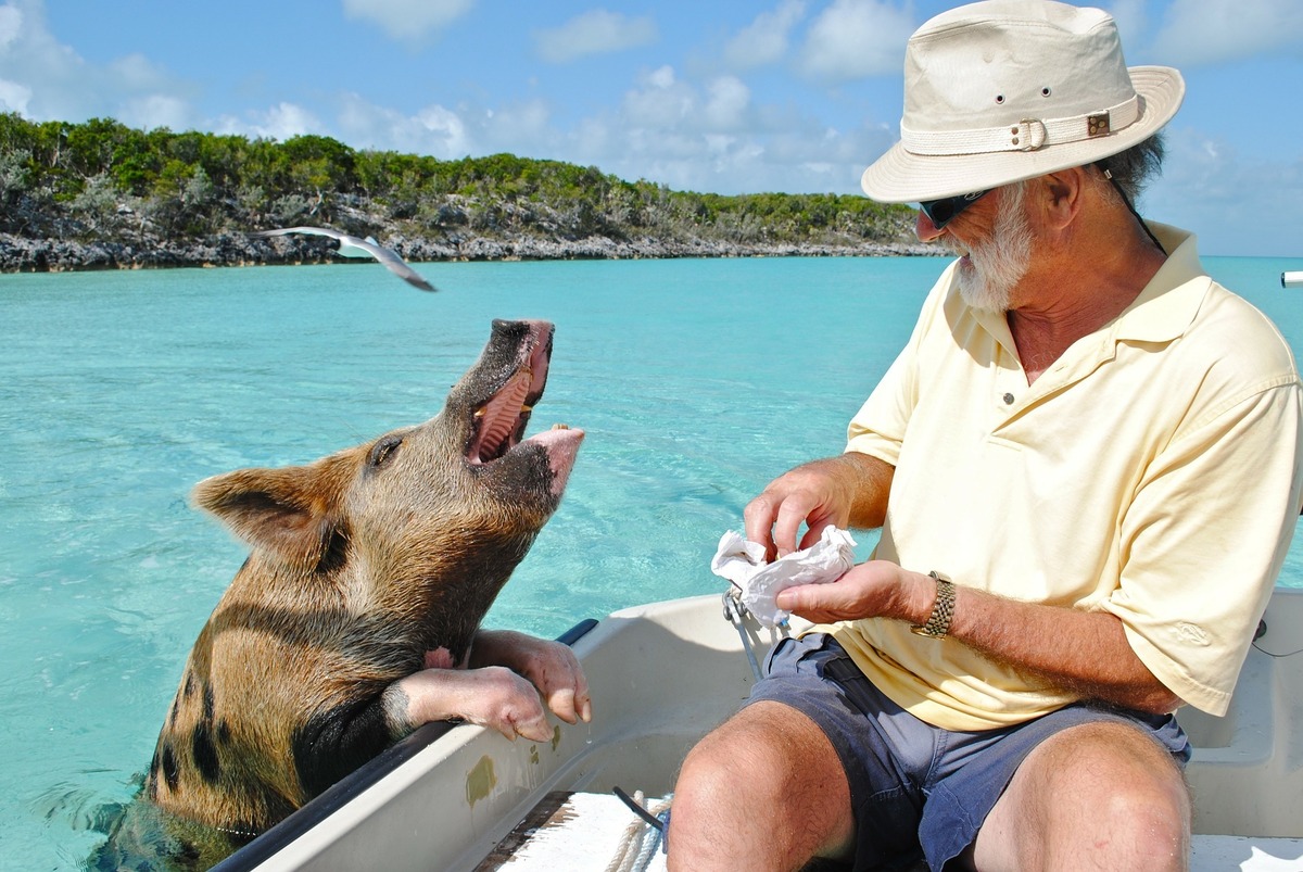 Homem dando comida para um porco em um barco.