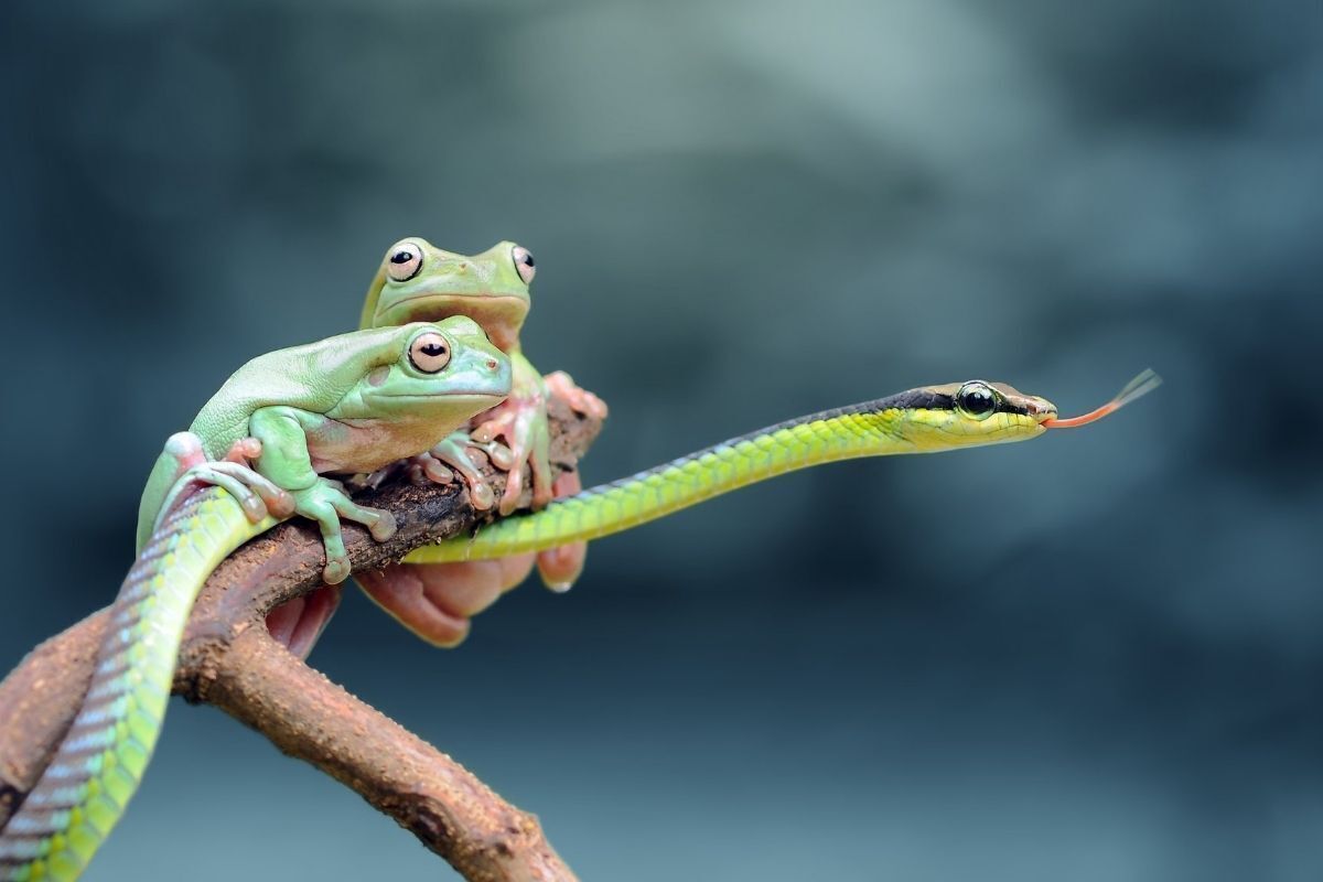 O que significa sonhar com sapo? Significado Evangélico