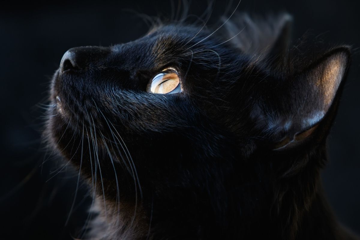 Perfil do gato preto olhando para cima