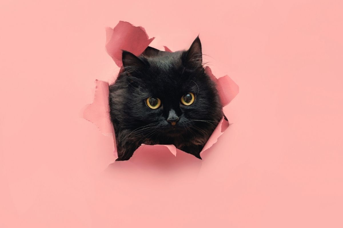 Gato preto através de uma folha de papel rosa