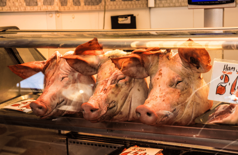 Cabeças de porco à venda em um açougue