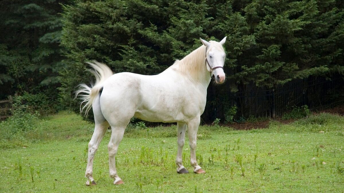 Cavalo branco.