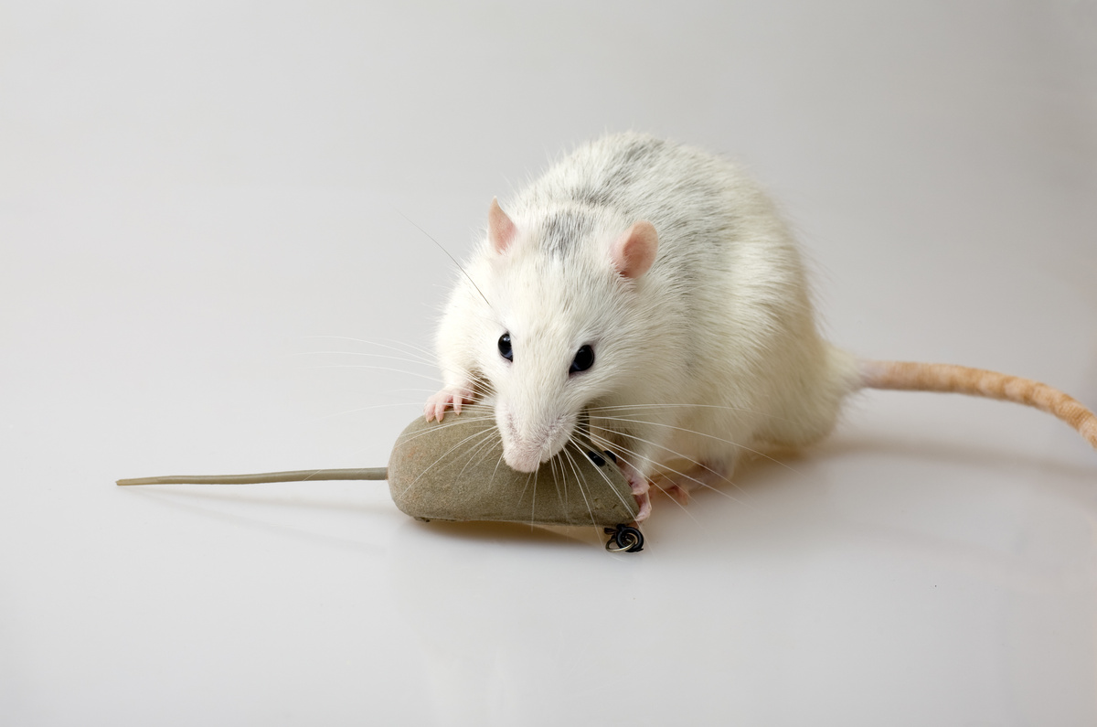 Rato mordendo brinquedo