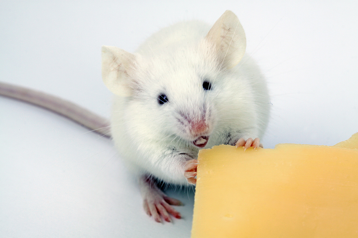 Rato mordendo queijo