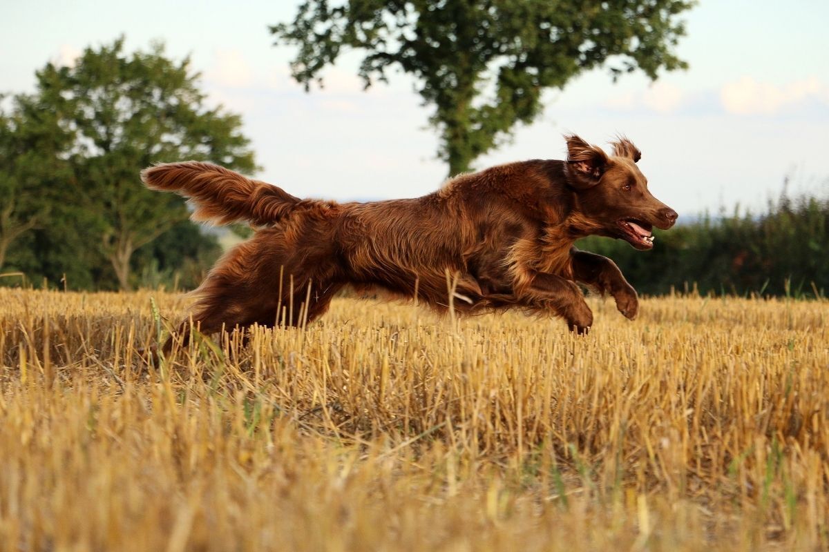 Cachorro marrom correndo no campo